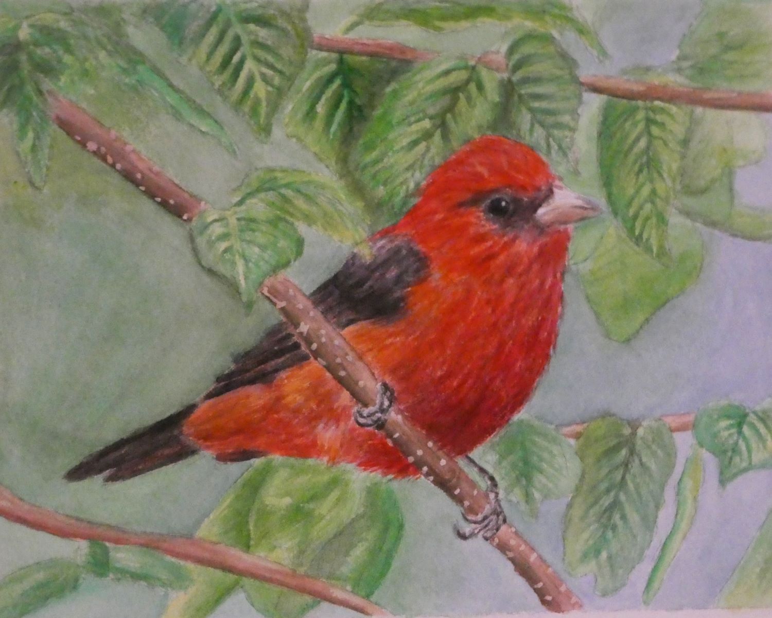 Scarlet Tanager Painting